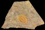 Orange, Ordovician Asaphellus Trilobite - Morocco #141860-1